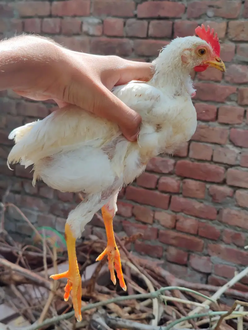 Brailer Full Healthy 6 Chick For sale — photo 6