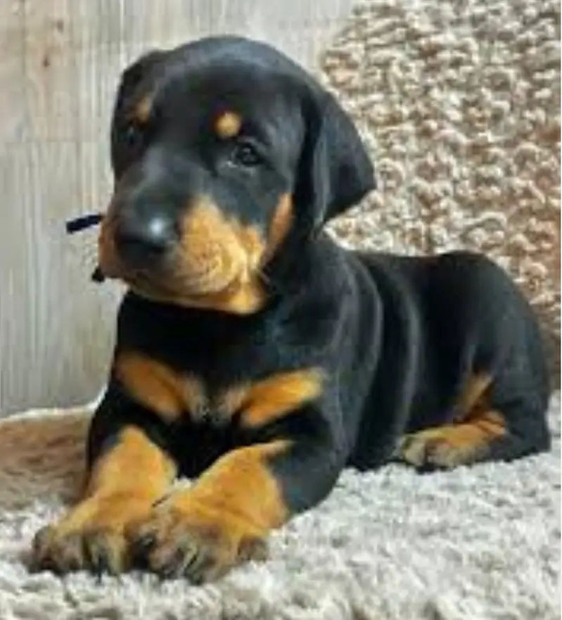 padigree Doberman male Puppies _Imported puppy | Doberman Dog — photo 2