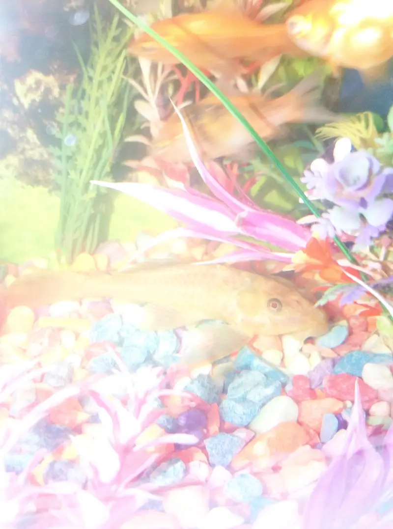 4 inch wiper fish