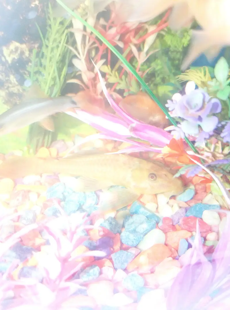 4 inch wiper fish — photo 2