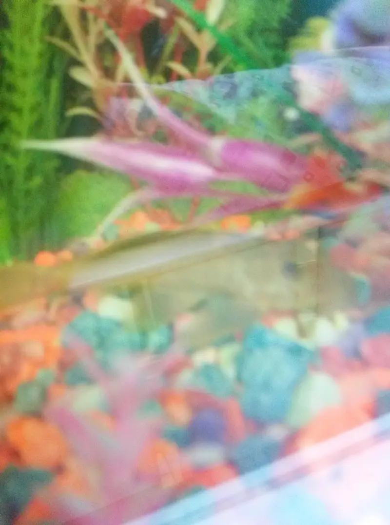 4 inch wiper fish — photo 3