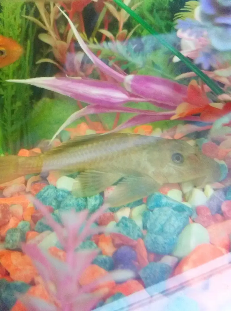 4 inch wiper fish — photo 4