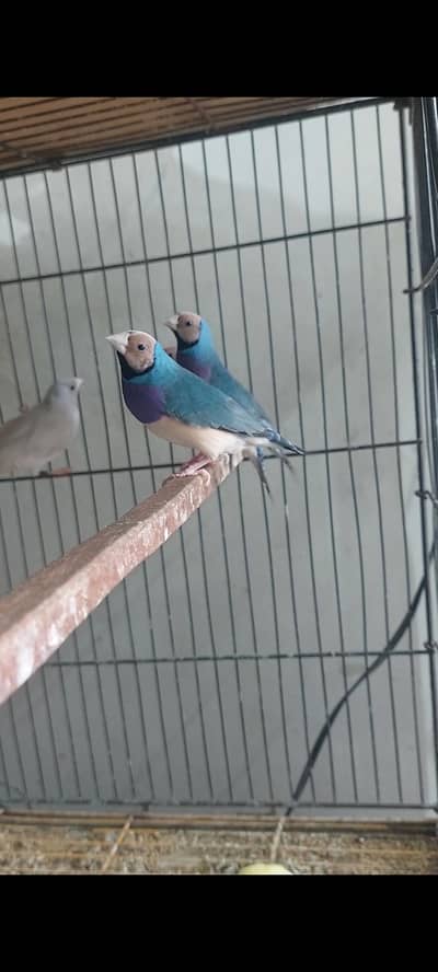 blue goldian redeyes goldian