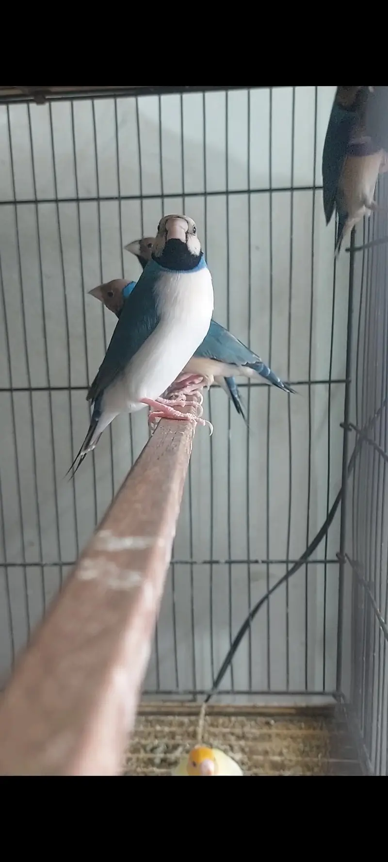 blue goldian redeyes goldian — photo 2