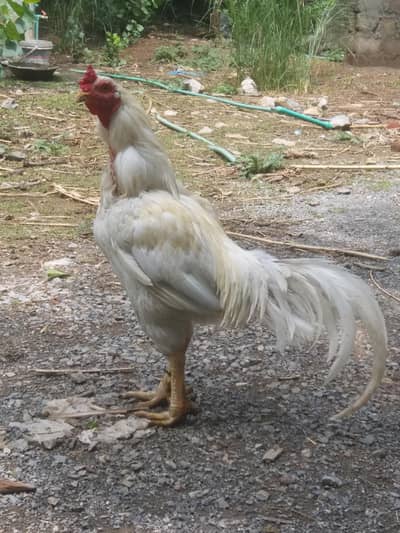 White Aseel Murgha