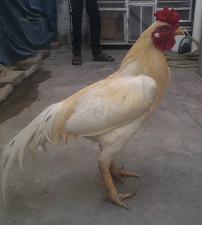 aseel murgha, murghi, hens for sale