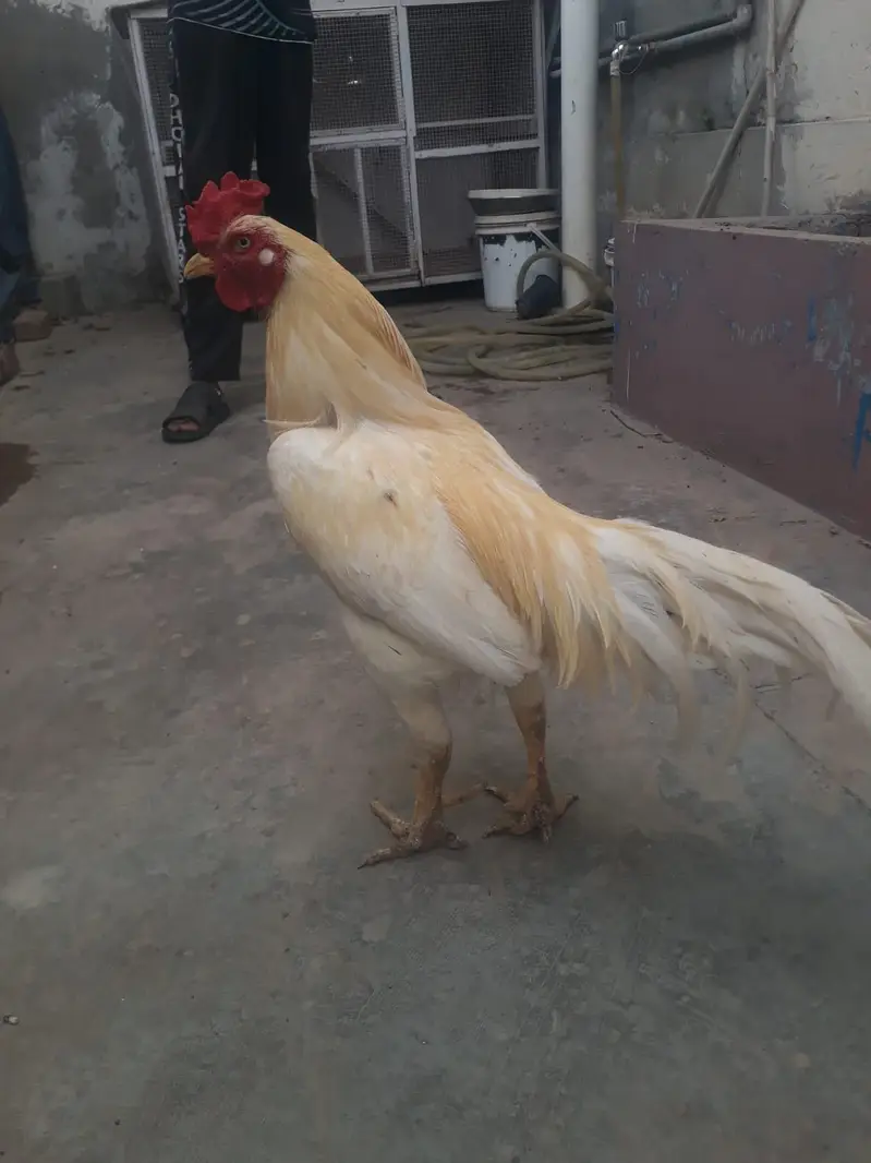 aseel murgha, murghi, hens for sale — photo 2