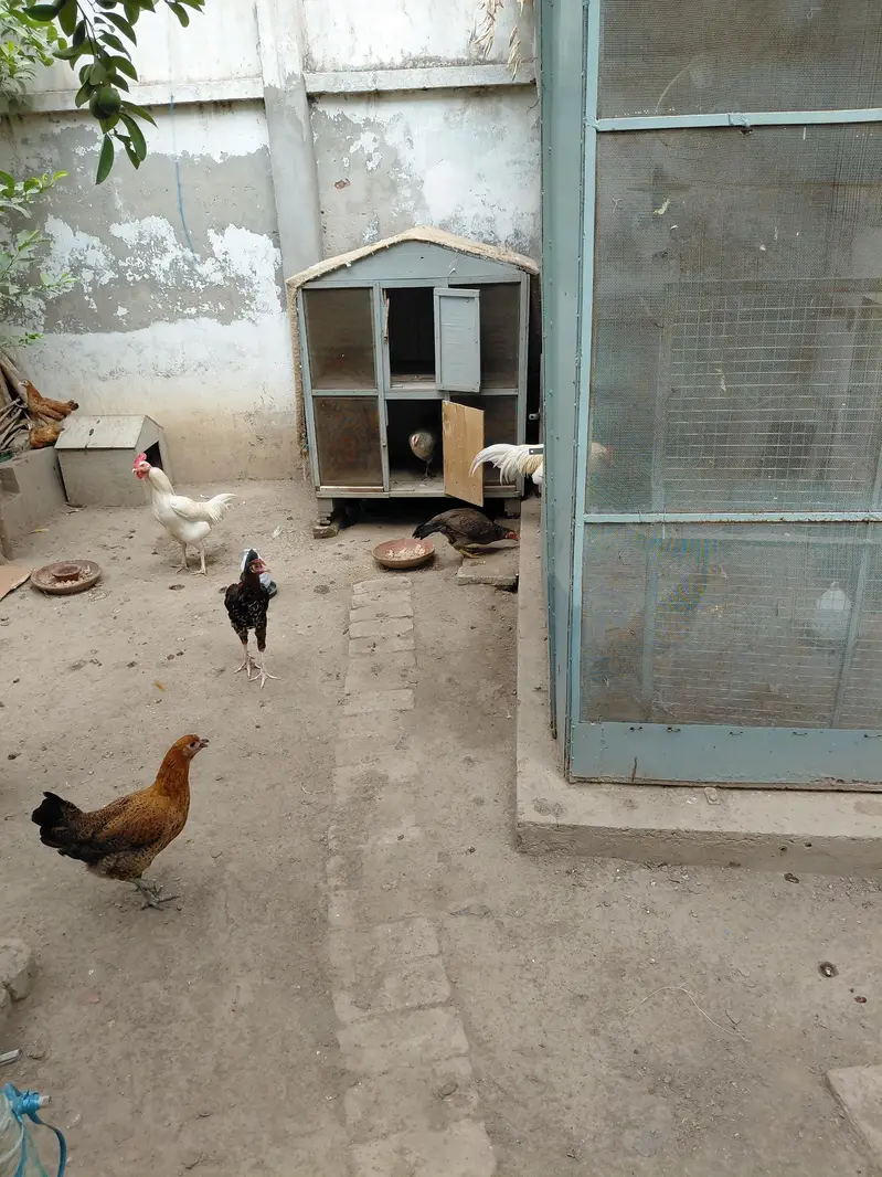 aseel murgha, murghi, hens for sale — photo 3