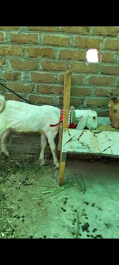 Goat with kids