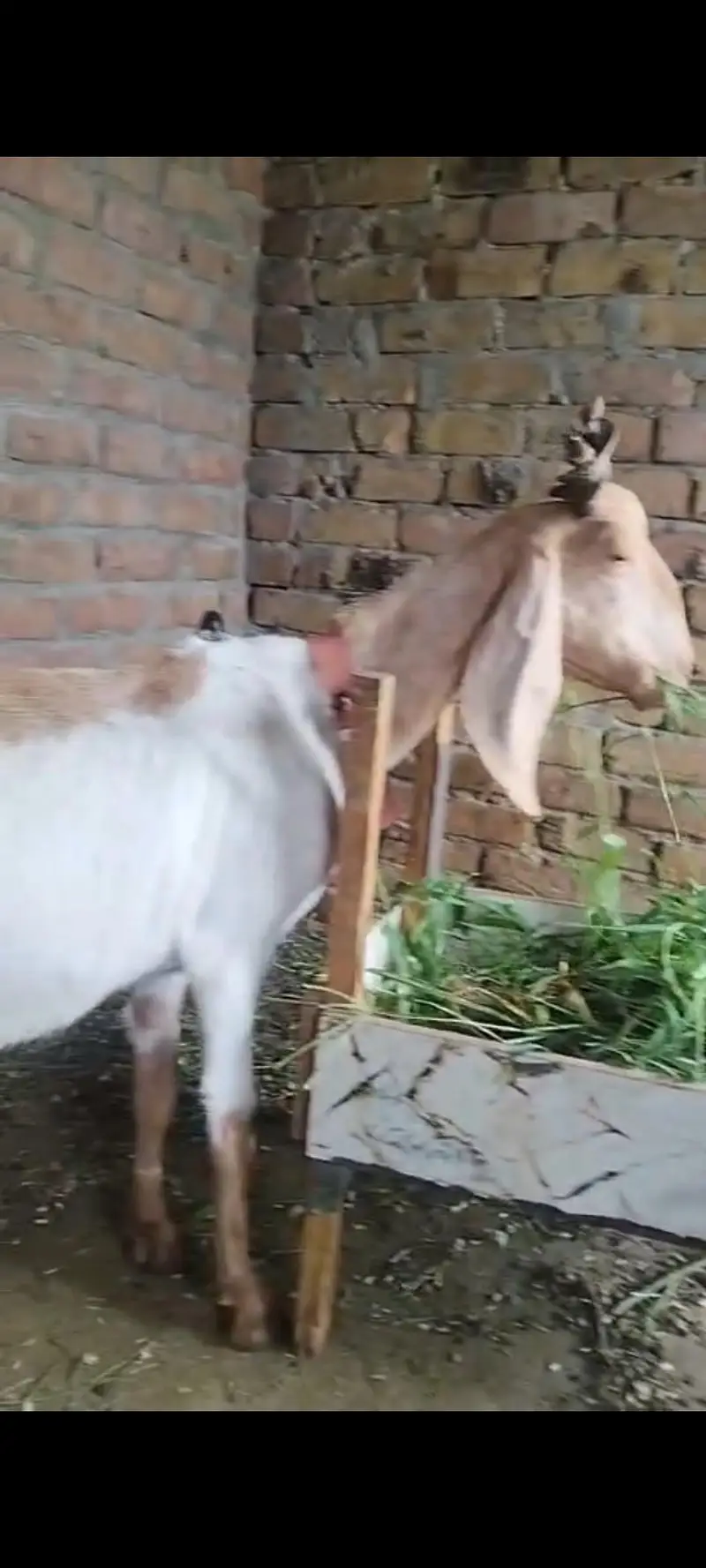Goat with kids — photo 2