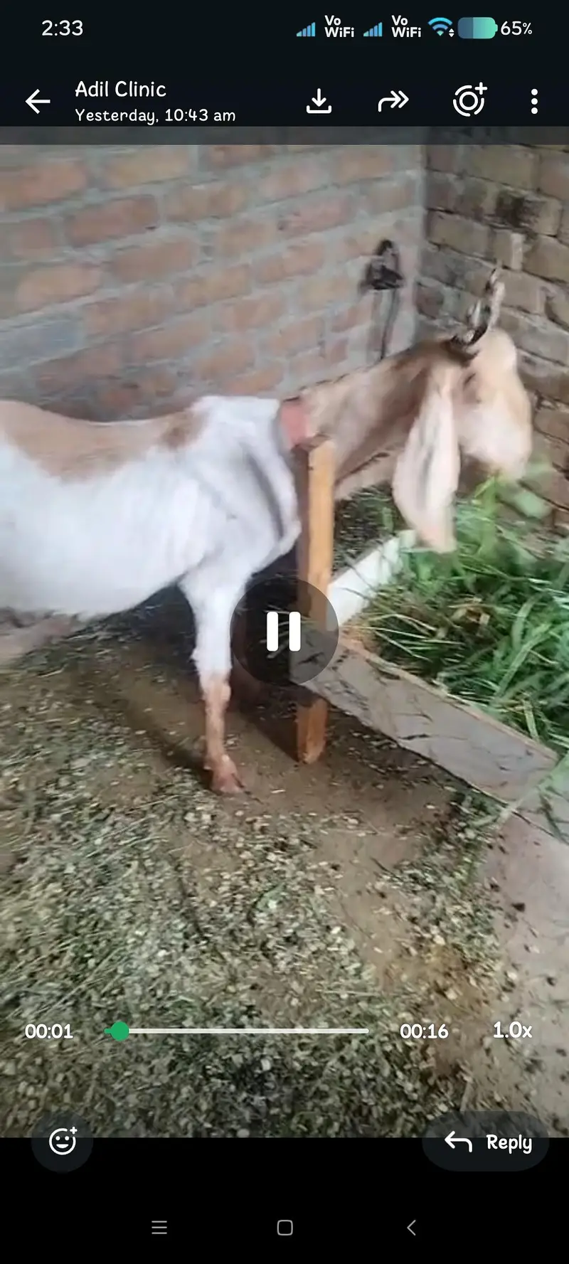 Goat with kids — photo 3