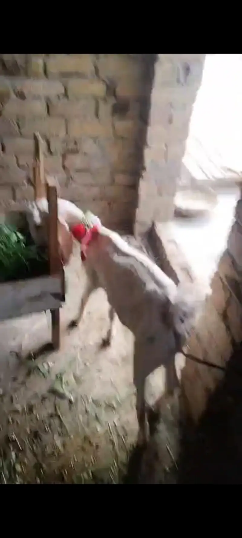 Goat with kids — photo 4