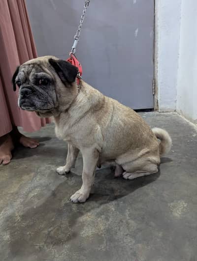 Vaccinated Female Pug for Sale