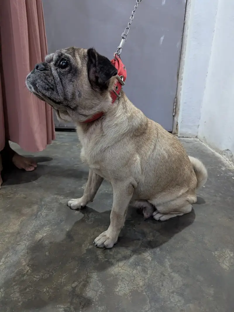 Vaccinated Female Pug for Sale — photo 2