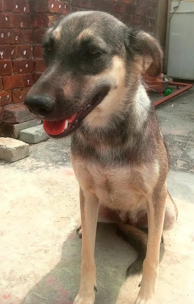 Alsatian German Shepherd For Sale. — photo 2