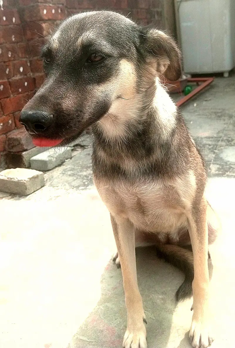 Alsatian German Shepherd For Sale. — photo 3