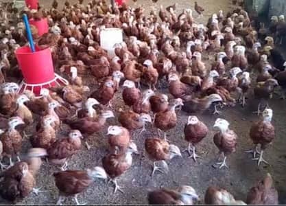 Australorp & RIR Chicks Urgent Sale