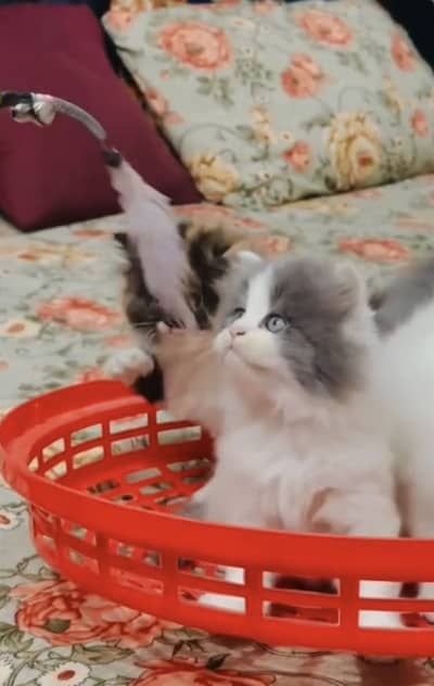 Quality Persian Punchface cat & kitten. moreWhatsApp 03314796417