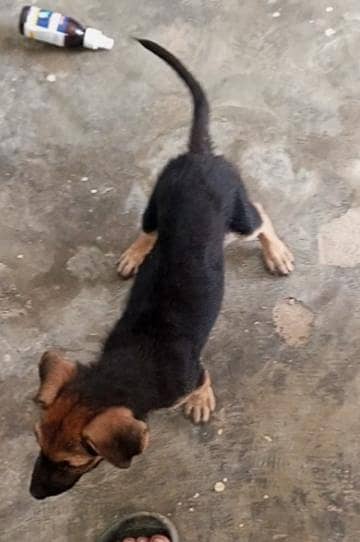 stock coat gsd male pupp