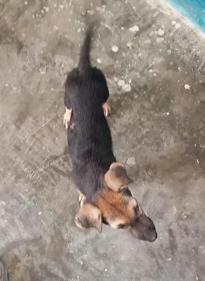 stock coat gsd male pupp — photo 2