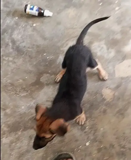 stock coat gsd male pupp — photo 3