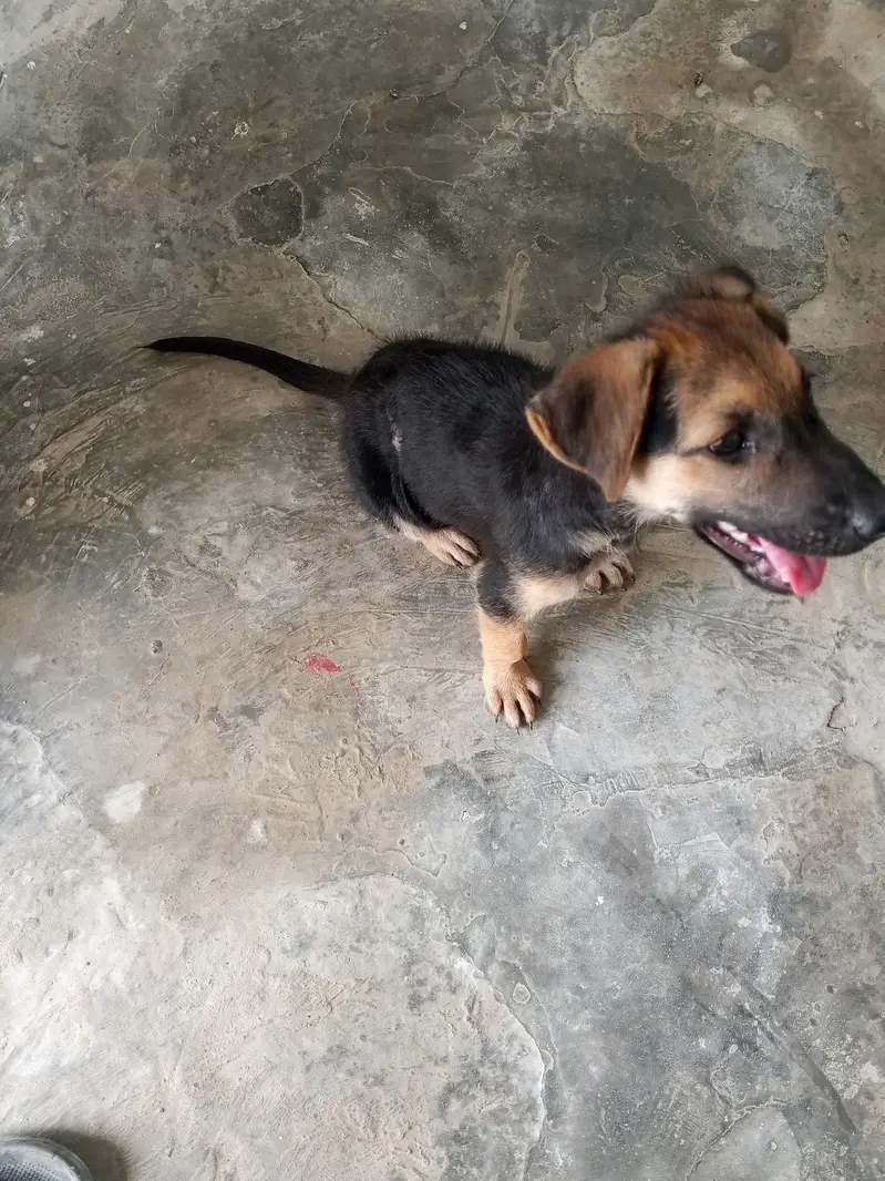 stock coat gsd male pupp — photo 4