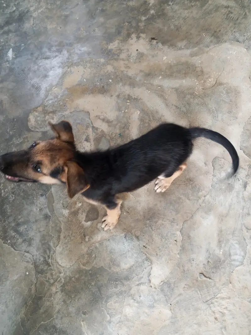 stock coat gsd male pupp — photo 5