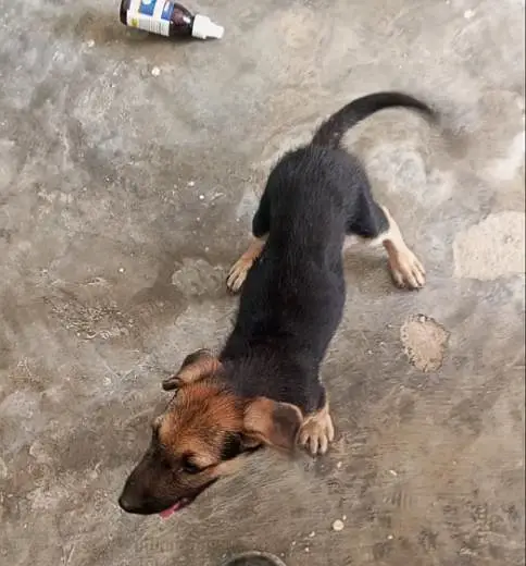 stock coat gsd male pupp — photo 6