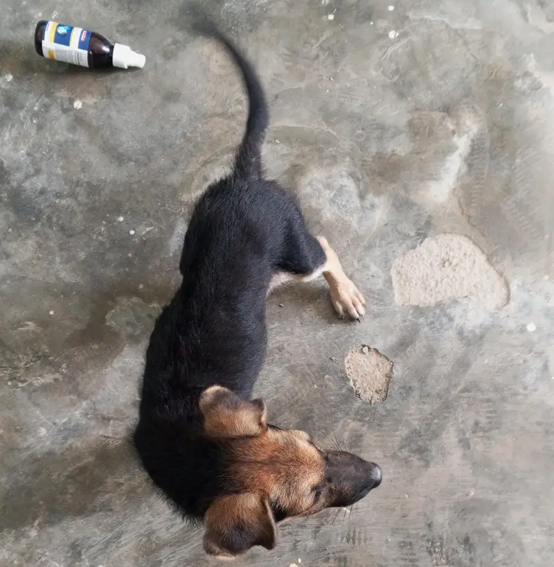 stock coat gsd male pupp — photo 7