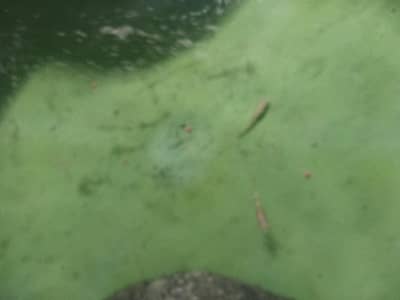 goldfish female and guppy fishes pair active with feed