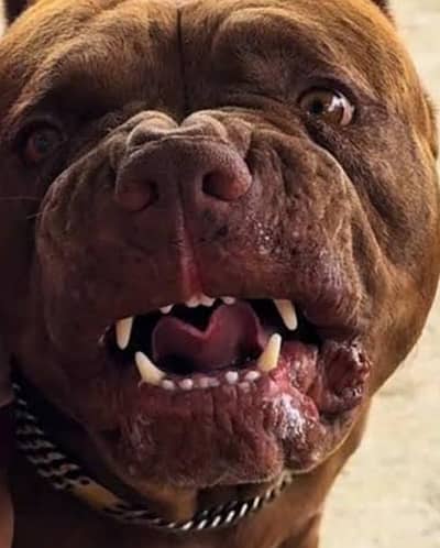 American pit bull Dabl Head  stud  0333:1493341