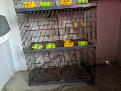 love birds for sale healthy and active