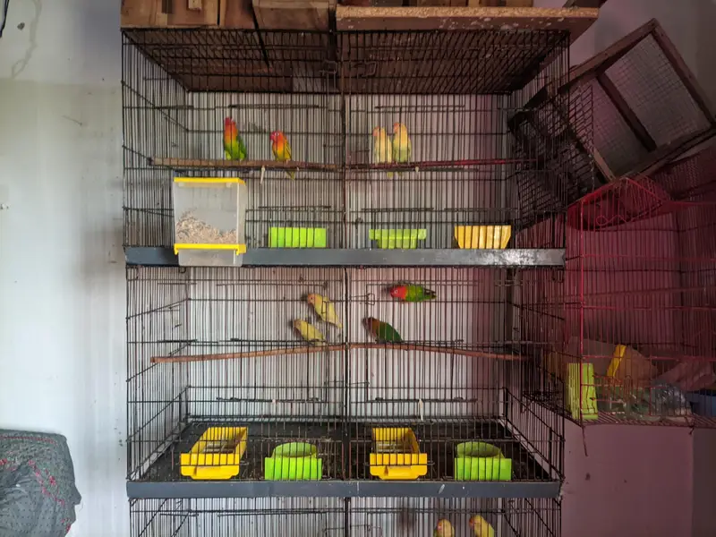 love birds for sale healthy and active — photo 2
