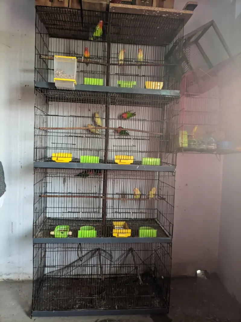 love birds for sale healthy and active — photo 3