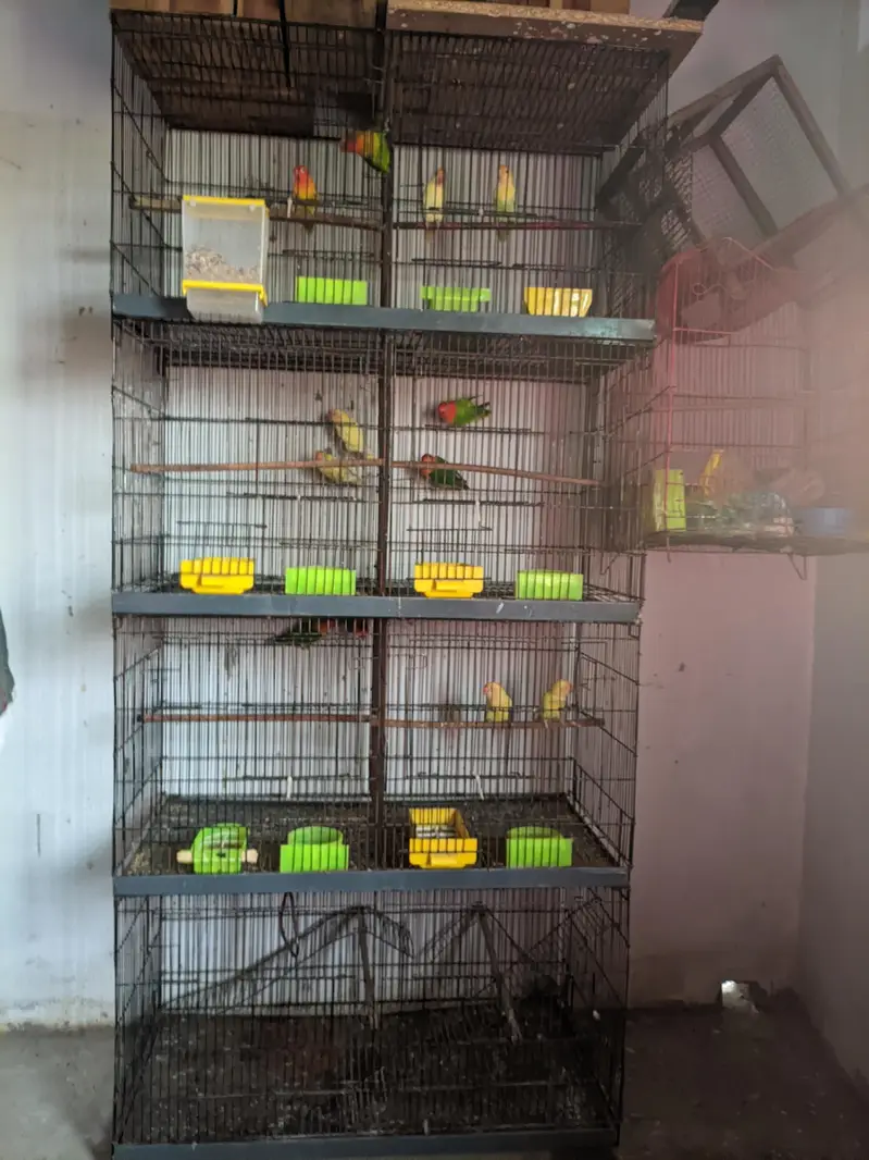 love birds for sale healthy and active — photo 4