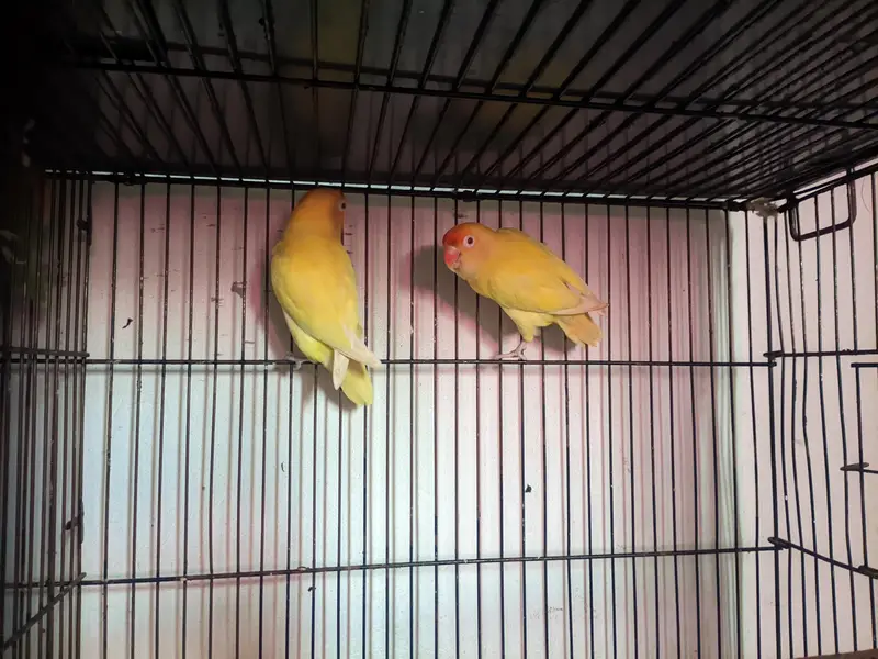 love birds for sale healthy and active — photo 5