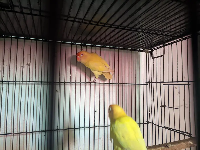 love birds for sale healthy and active — photo 6