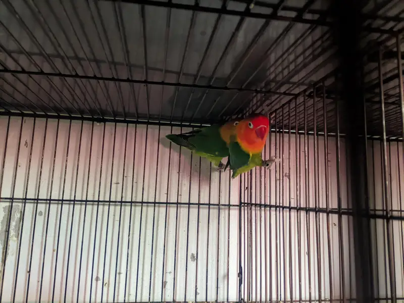 love birds for sale healthy and active — photo 7
