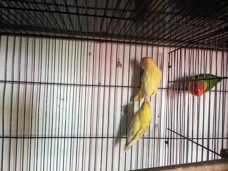 love birds for sale healthy and active — photo 8