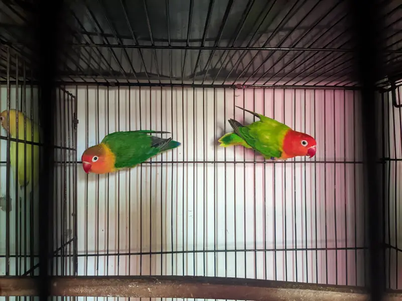 love birds for sale healthy and active — photo 9