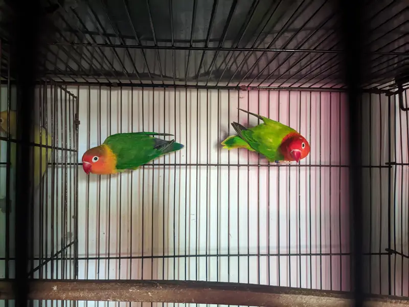 love birds for sale healthy and active — photo 10