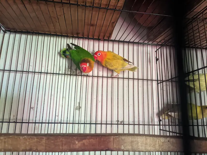 love birds for sale healthy and active — photo 11