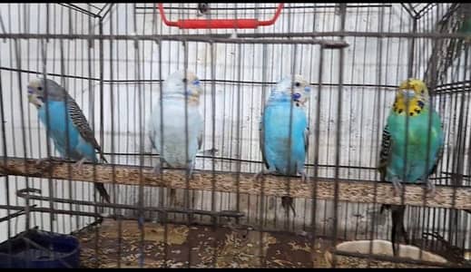 Australian parrots