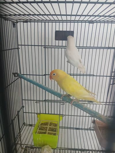 lovebird, budgies