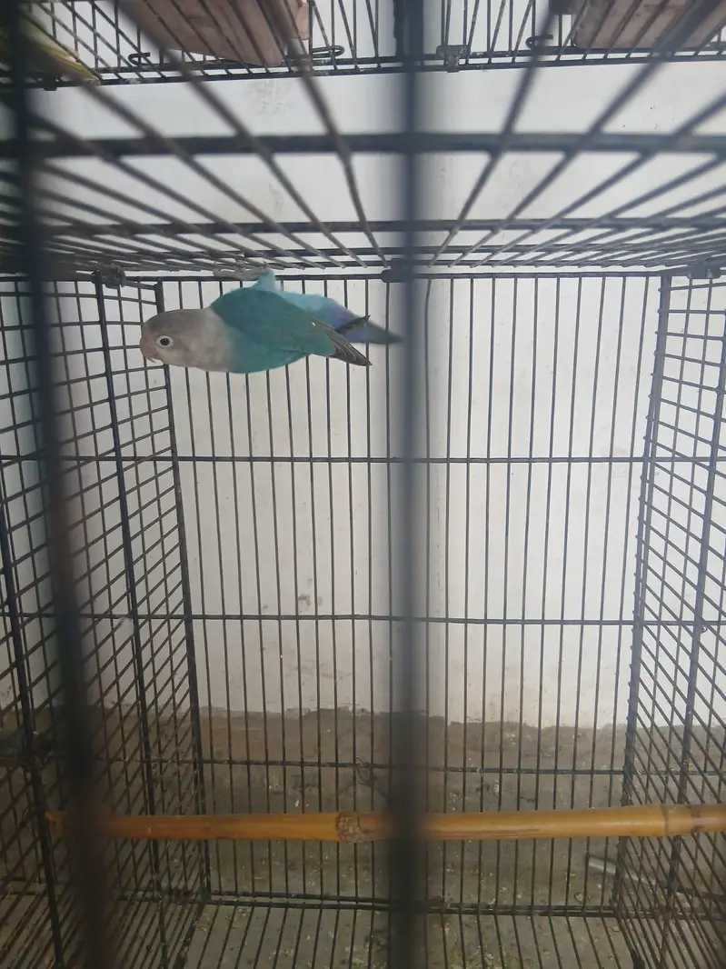 lovebird, budgies — photo 2
