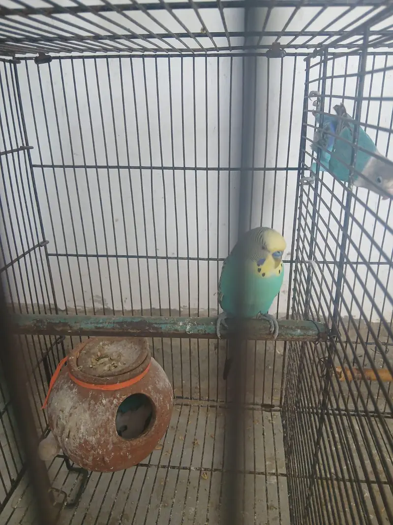 lovebird, budgies — photo 3
