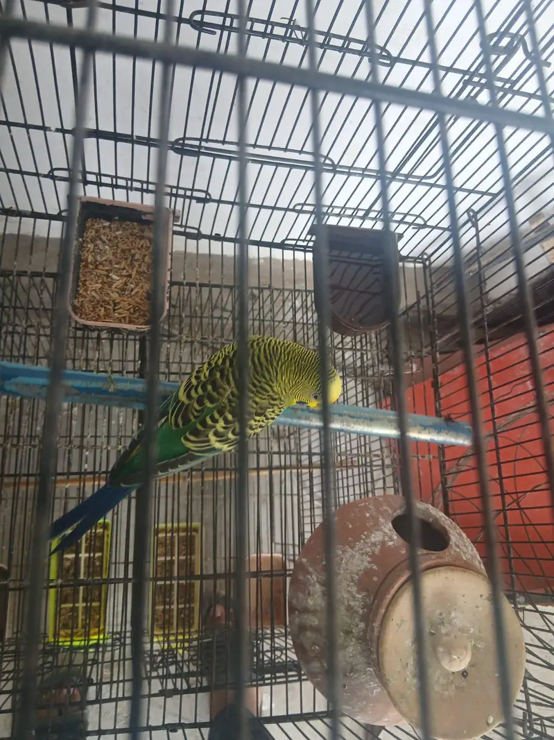 lovebird, budgies — photo 4