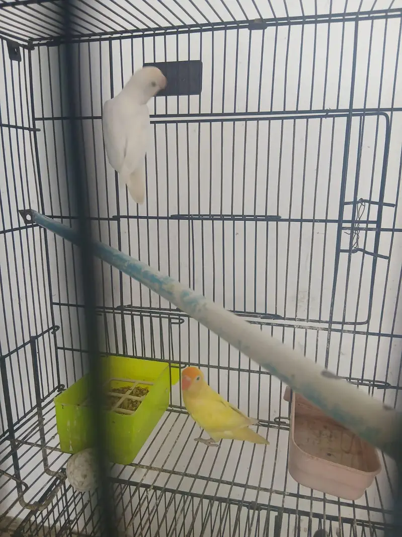 lovebird, budgies — photo 5