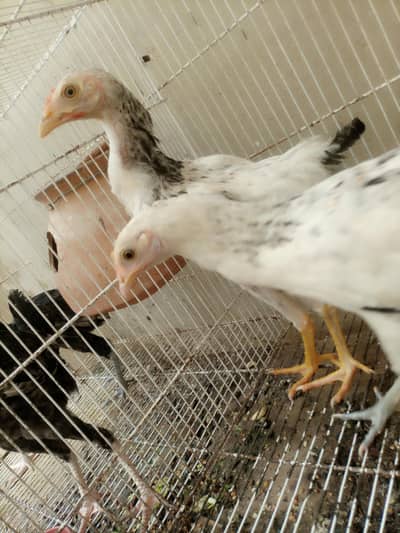 Aseel chicks for sale
