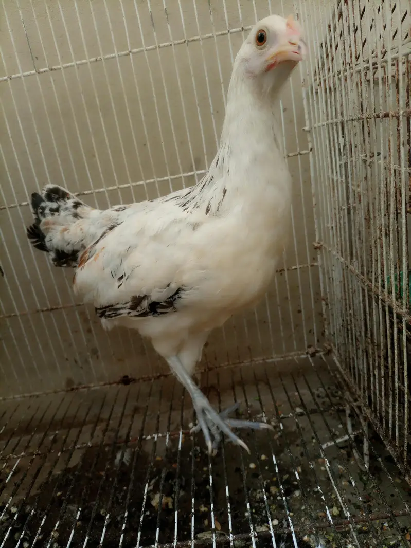 Aseel chicks for sale — photo 2